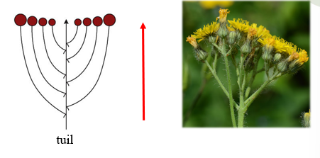 <p>Racemeuze bloeiwijze: <span>Zoals een tros, maar de bloemsteeltjes van de onderste bloemen zijn de langste zodat alle bloemen op dezelfde hoogte eindigen (deze tuil eindigt niet in bloemen, maar in bloemhoofdjes!!)</span></p>