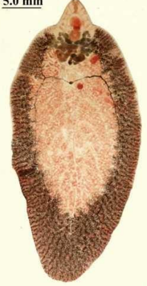 <p>Inwendige parasiet, 2 zuignappen</p>