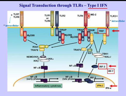 <p>Type 1 IFN</p>