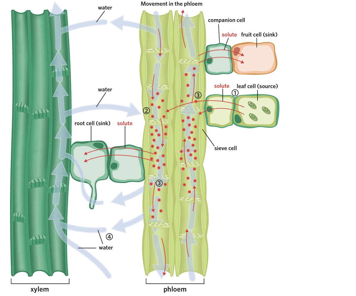 <p><span>what happens in the first step of the translocation of glucose?</span></p>
