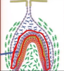 <p>on the inner layer of the inner enamel epithelium</p>