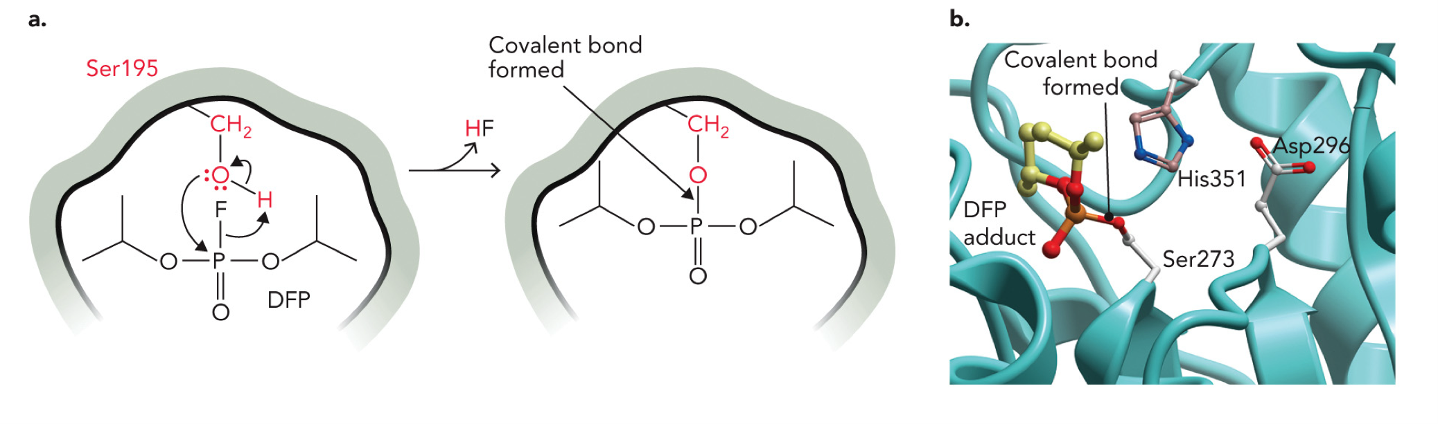 <p>An irreversible enzyme inhibitor, blocks protease and phospholipase enzymes, forms a covalent bond with specific reactive serine residues</p><ol><li><p>Serine -OH (Ser195) acts as a nucleophile</p></li><li><p>Oxygen from serine attacks the phosphorus (P) of DFP</p></li><li><p>Leaving group: H F</p></li><li><p>This forms a covalent bond: Ser-O-P</p></li></ol><p><span>Molecular structure of the human phospholipase A<sub>2</sub> enzyme, showing the location of a diisopropylfluorophosphate adduct formed with Ser273 in the active site. The other two residues contributing to the catalytic triad in this enzyme active site are His351 and Asp296</span></p><p></p>