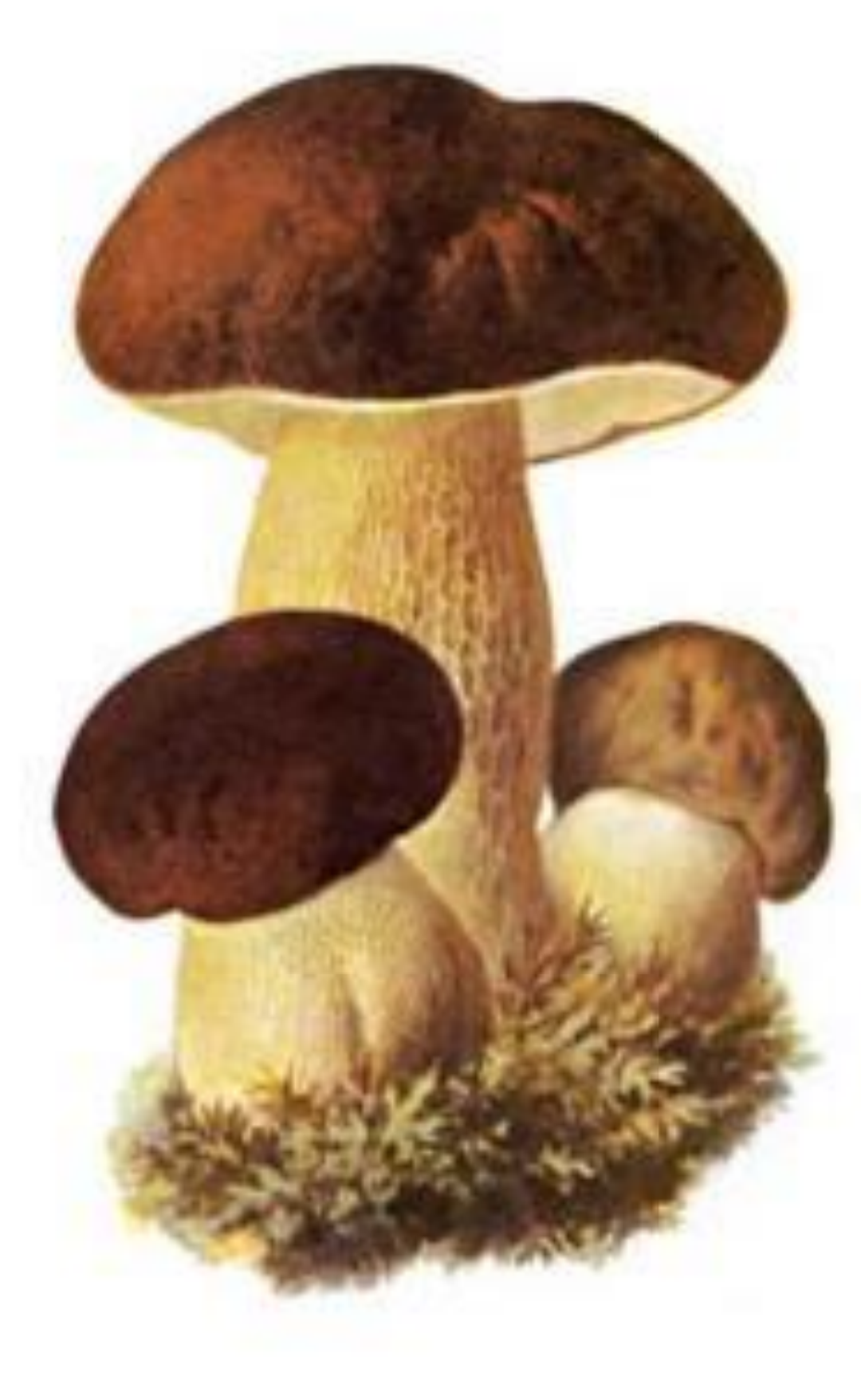 term image