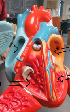 <p>Label this image from top to bottom, right and then left side.</p>