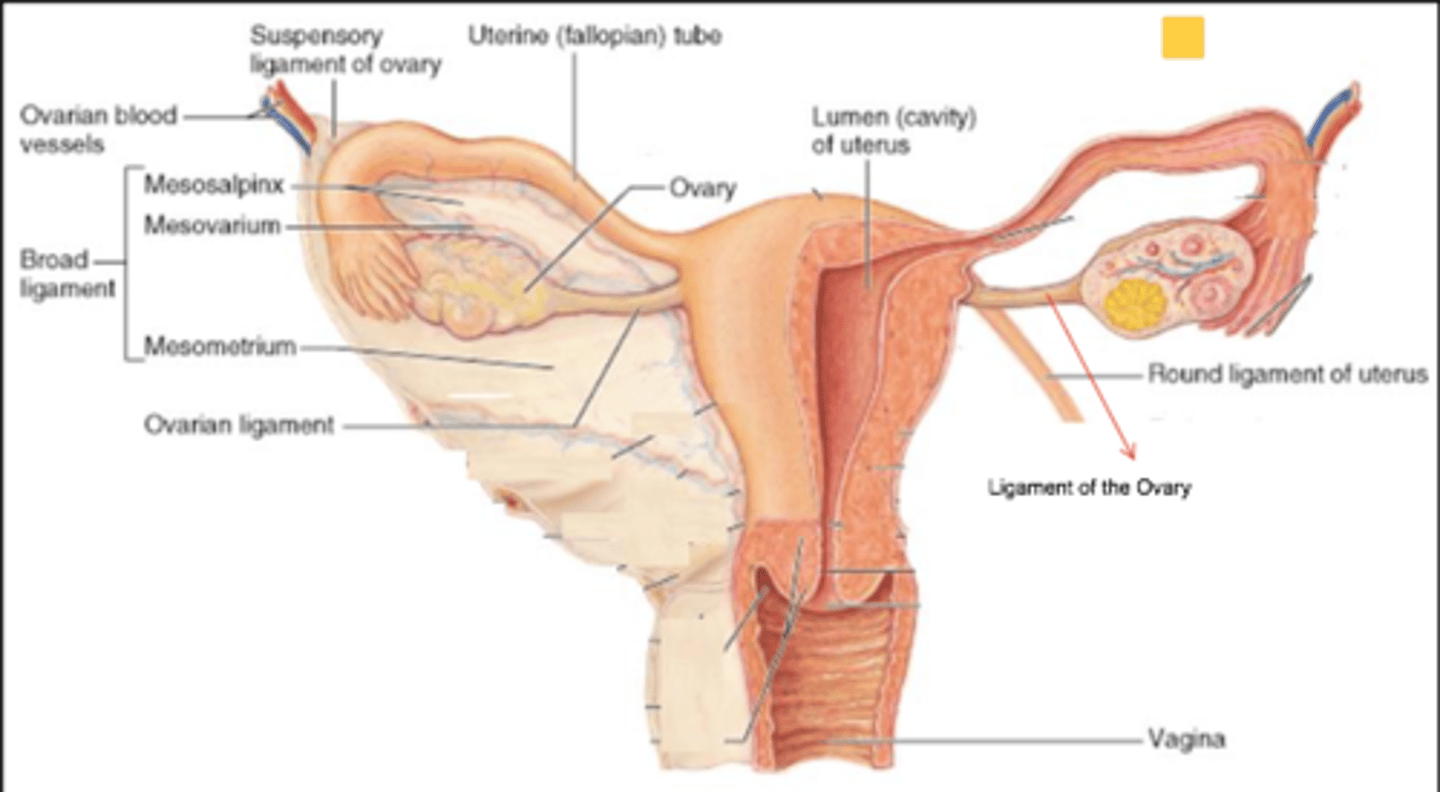 <p>broad ligament</p><p>round ligament</p><p>cardinal ligament</p><p>uterosacral ligament</p><p>ovarian ligament</p>