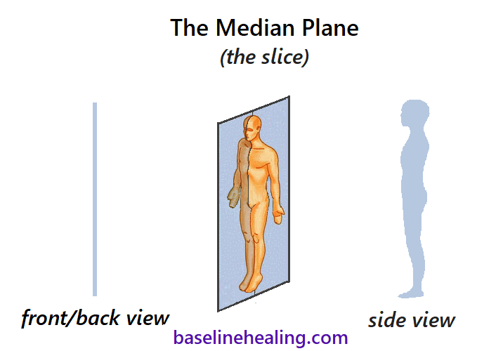 <p>median plane or middle</p>