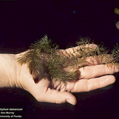 <p>Commonly known as coontail or hornwort. </p><p class="has-focus">Two species are native to Florida. </p><p class="has-focus">Having no roots, it is free-floating.</p>