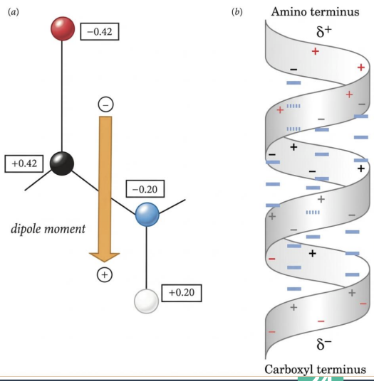 <p>The α-Helix Dipole</p><ul><li><p>what bonds points toward the N terminus and C terminus</p></li><li><p>what does the create?</p></li><li><p>what binds at the matching end?</p></li></ul><p></p>