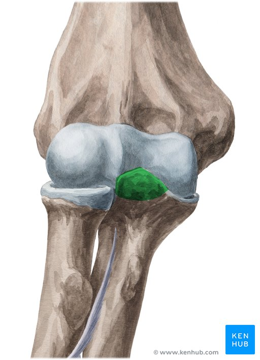 <p>What bone landmark is this within the <strong>Humerus </strong></p>