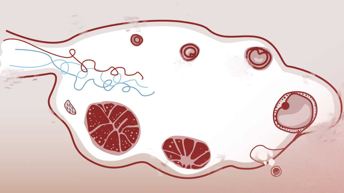 <p>What is oogenesis and how does it happen (what steps)?</p>