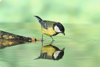 <p>be reflected in the water</p>