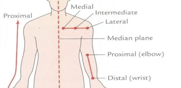 <p>Between a more medial and a more lateral structure</p>