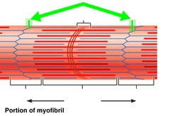 <p>- Separates sarcomeres from each other</p>