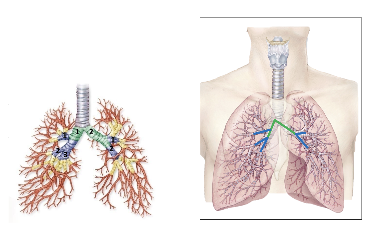 <p>primary bronchi</p>