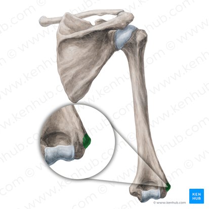 <p>Name the specific part of the bone in color</p>