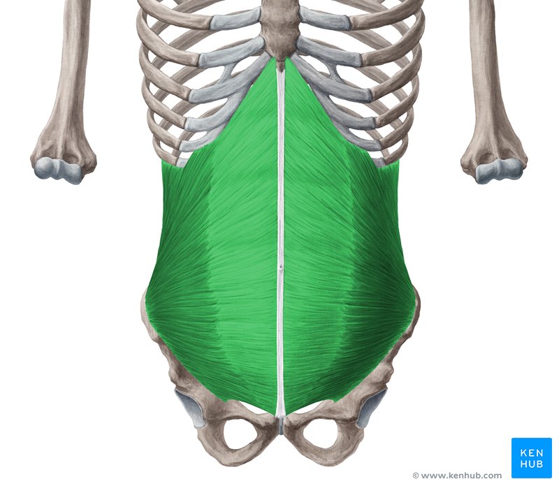 <p>refer to your obliques, the muscles located on the sides of your waist that handle twisting, side-bending, and core stabilization</p>