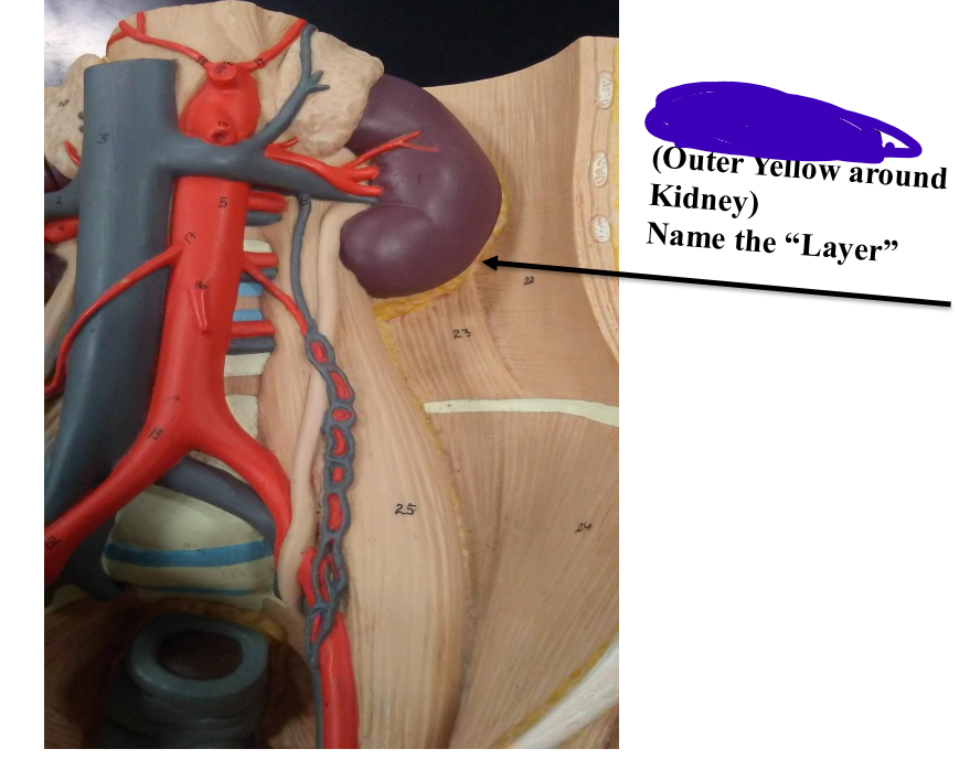 <p>Name the layer </p>