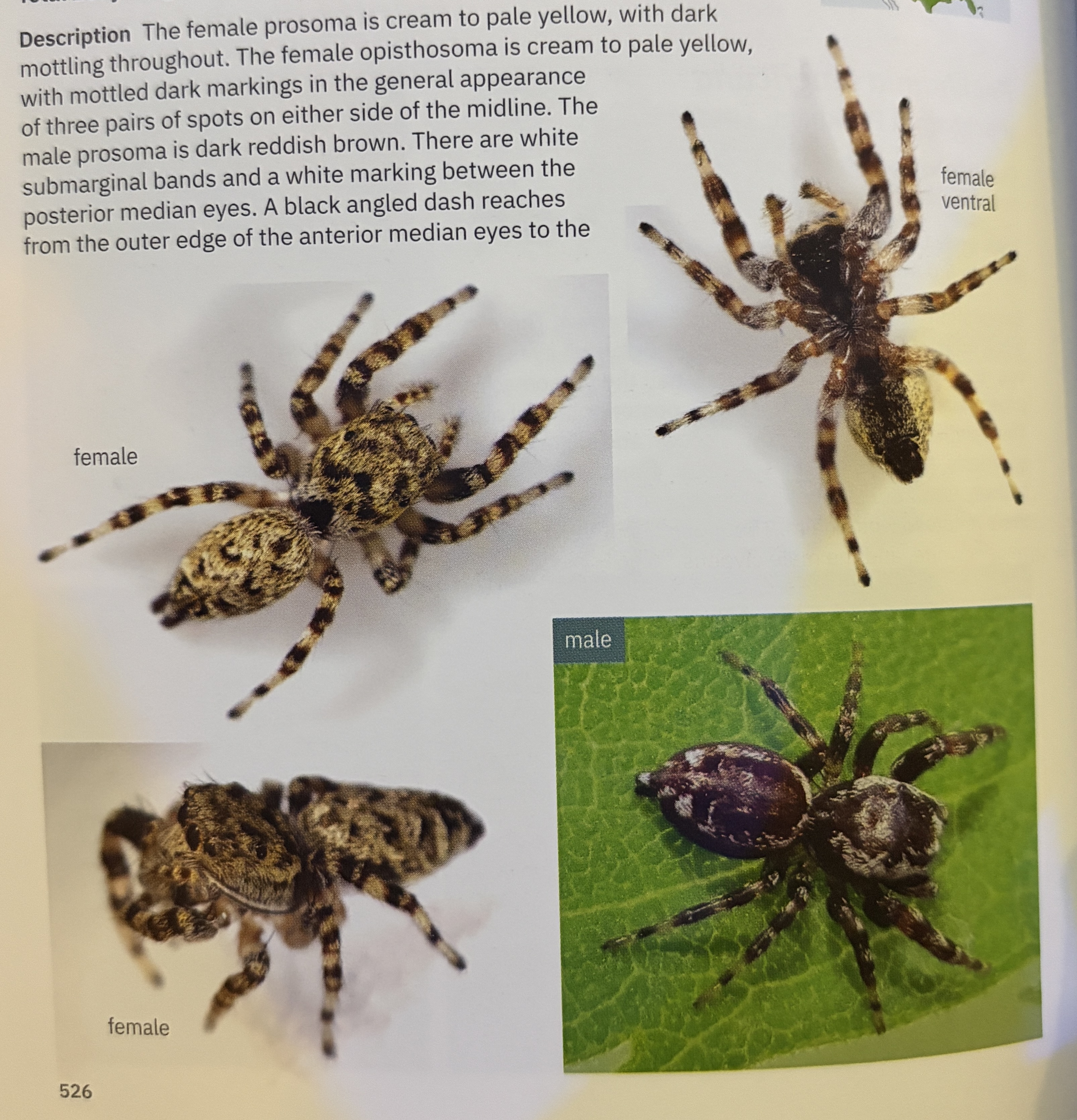 <p>Pelegrina galathea - “peppered jumper”</p><p>family: Salticidae</p>