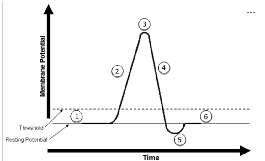 <p><span>Label the diagram of an action potential below (#1-6) with the events that lead to each marked area of the curve (A-E). You can use each answer provided once, more than once, or not at all.</span></p><p></p>