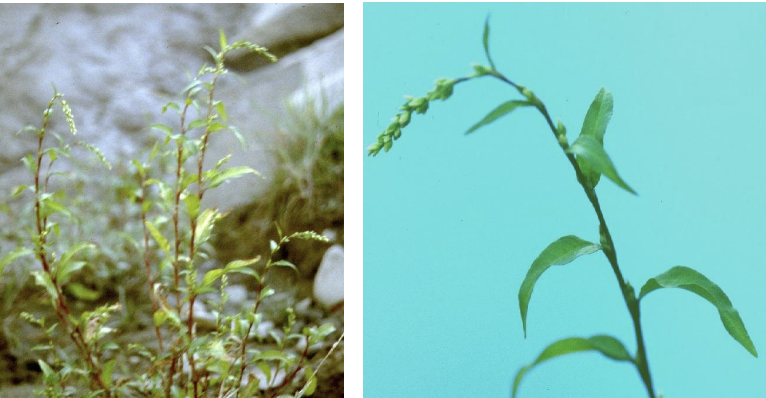 <p><strong>Plant family:</strong> Polygonaceae<br><strong>Life cycle:</strong> Summer annual<br><strong>Key persistence / spread:</strong> Seed<br><strong>Farming systems:</strong> Wet pastures, poorly drained areas</p><p><strong> How to identify</strong></p><p>It grows in wet soils and along stream margins. Stems are jointed and often reddish, with a papery sheath (ocrea) surrounding each node.</p><p>Leaves are narrow, elongate, and pointed, resembling willow leaves. When chewed, leaves have a sharp peppery taste, which is a definitive identification feature (used only when appropriate in training).</p><p>Flowers are small and greenish and appear in loose clusters. The plant is rarely found outside wet environments.</p>