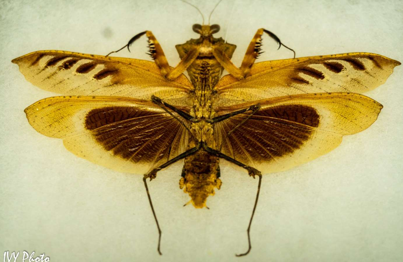 <p>Identify the Subphylum and name</p>