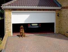 <p>The dog is in front of the garage</p>