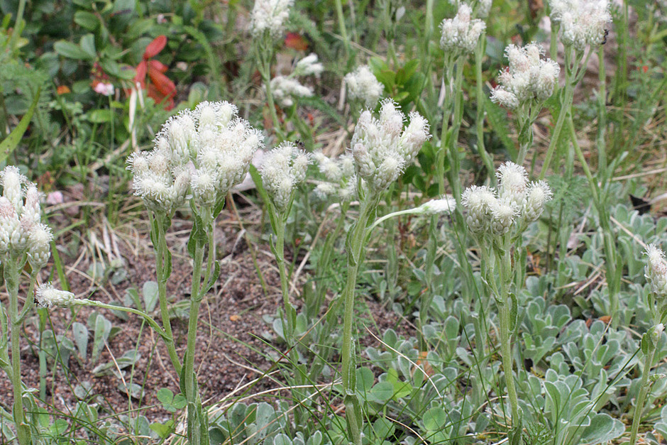 <p>sid 492 korgblommiga växter</p>