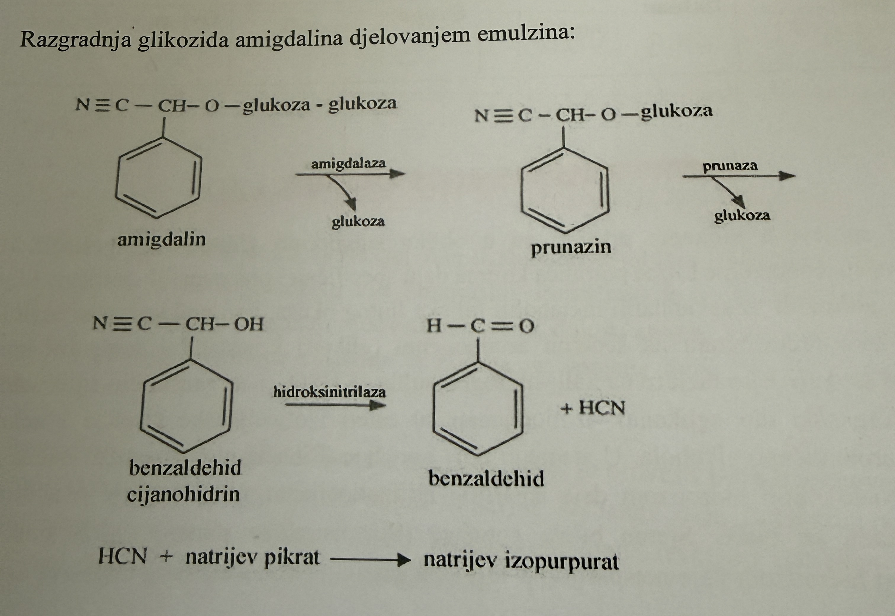 <p>Reakciju u kojoj se otcjepljuje jos jedna glukoza</p>