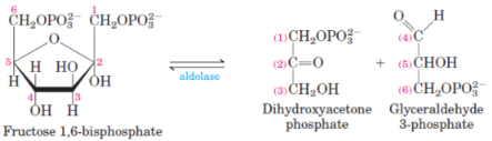 <p>4th step of glycolysis and 8th step of gluconeogenesis</p><p>catalysed by <span style="background-color: transparent;"><strong>aldolase</strong></span></p>