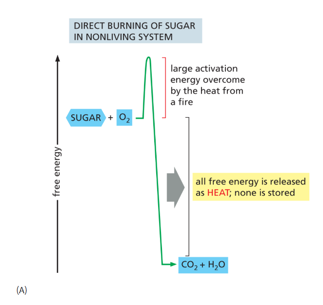<p>heat and light r released</p>