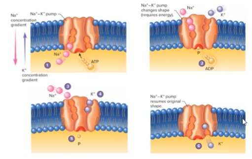 <ol><li><p>Na+ molecules on the inside of cell drawn to pump</p></li><li><p>ATP binds to pump</p></li><li><p>ATP → ADP + P<sub>i</sub></p></li><li><p>pump changes shape and moves the Na+ to the outside of cell</p></li><li><p>P<sub>i </sub>stays with pump</p></li><li><p>site where K+ can enter into the pump is now open</p></li><li><p>K+ on outside of cell drawn to pump</p></li><li><p>P<sub>i </sub>leaves pump, changing the pump back to its og shape and moving the K+ to the inside of the cell</p></li></ol><p></p>