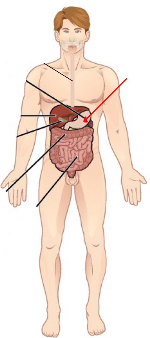 <p>Identify the organ the red arrow it pointing to.</p>