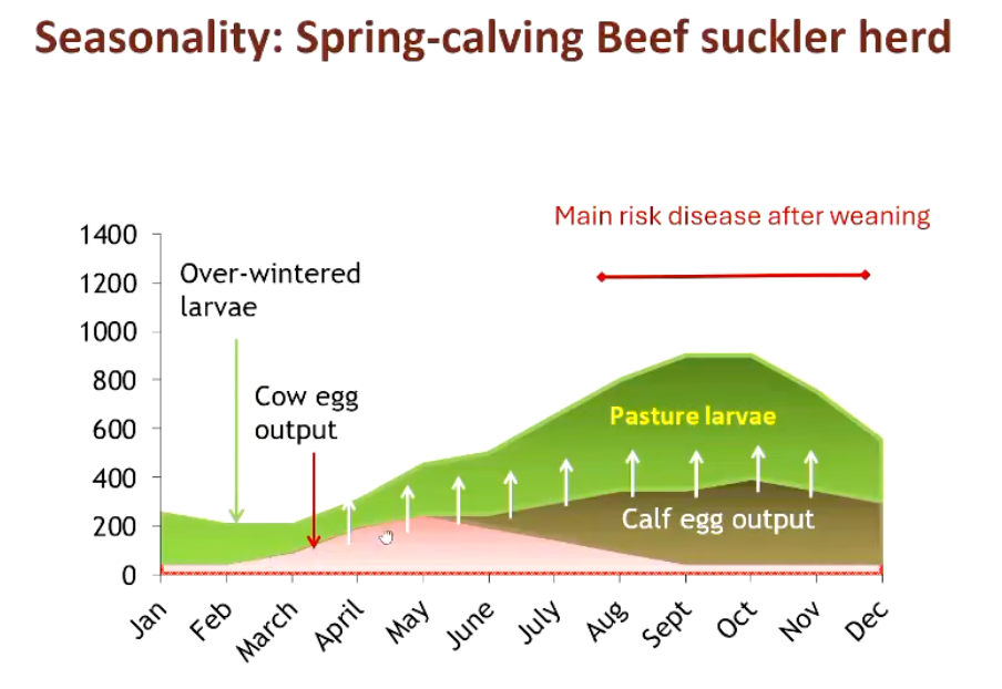 <ul><li><p>May to June increase of egg output once they consume more grass (Initially on milk for extended period of time)</p></li><li><p>Mother shedding eggs but is immune</p></li><li><p>Disease risk Aug to Dec but calves often do not need treatment due to very low parasite burden</p></li></ul><p></p>