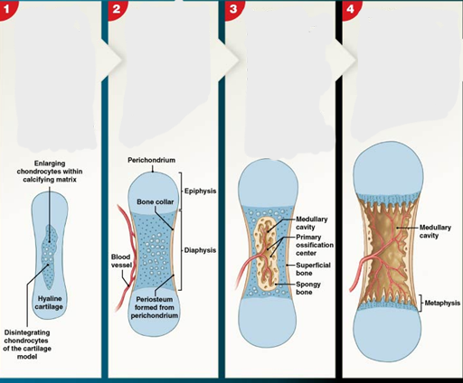 <p>Step 1 of Endochondral Ossification:</p>
