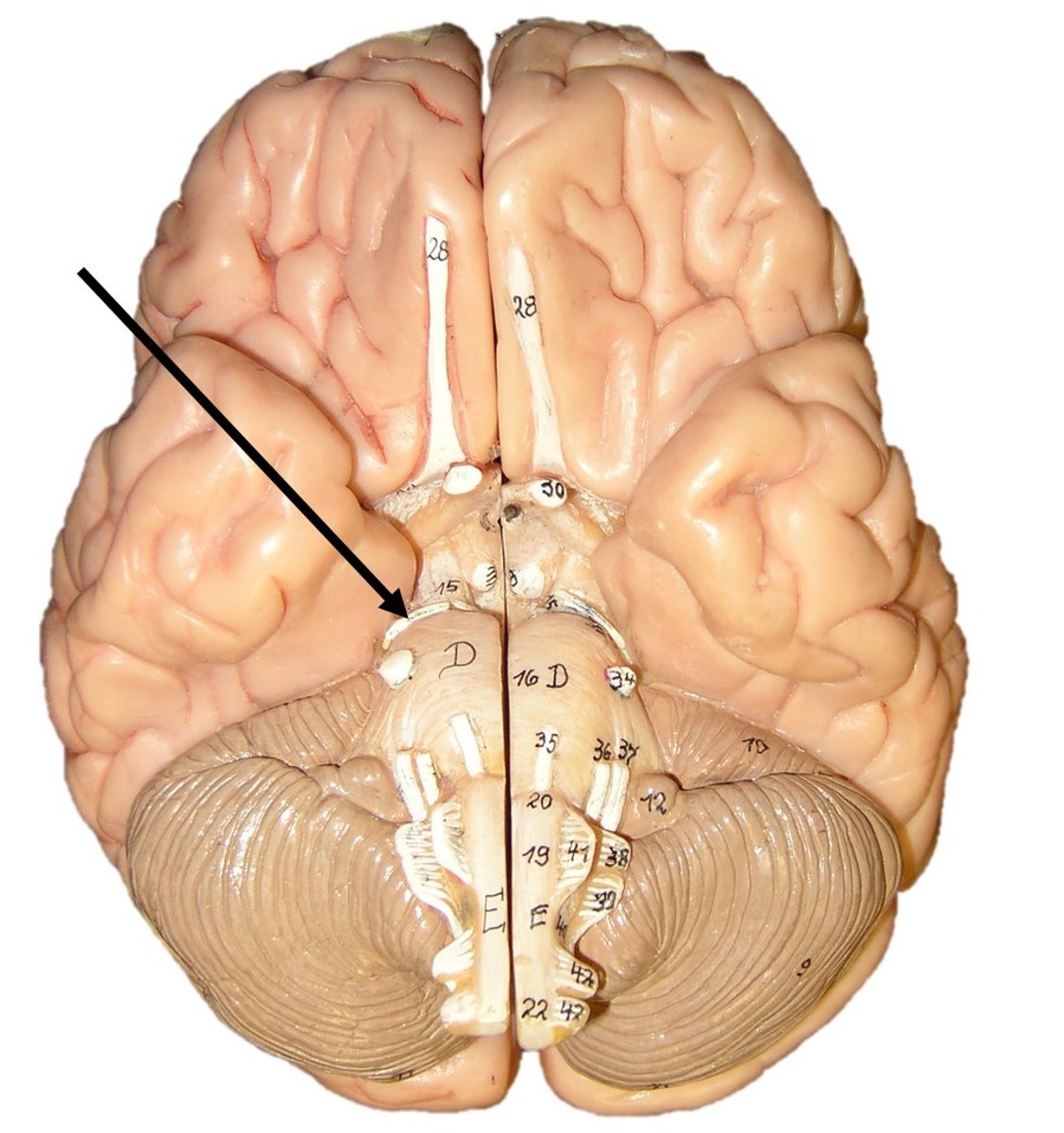 <p>-motor, eye movement</p><p>-posteriolateral to oculomotor</p><p>-midbrain</p>