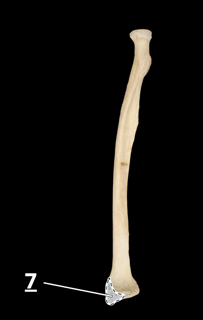 <p>7</p>