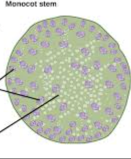 <ul><li><p>one seed leaf (cotyledon), parallel-veined leaves and flower parts in 3s</p></li></ul><p></p>