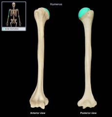 <p>*proximal end</p>
