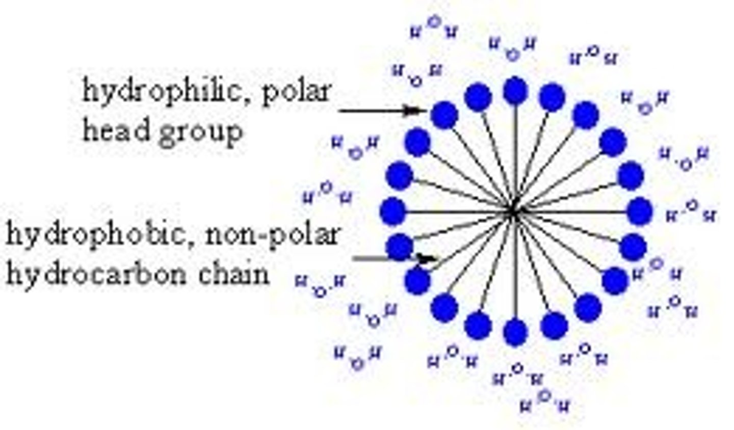 <p>This is a simple phenomena in which hydroboicity and hydrophillicity drive protein stability, but depending on the solvent. For example, if water is used as a solvent, proteins will fold in a way that allows hydrophobic proteins inside the protein to decrease it's interaction with water. THIS DRIVES STABILITY</p>