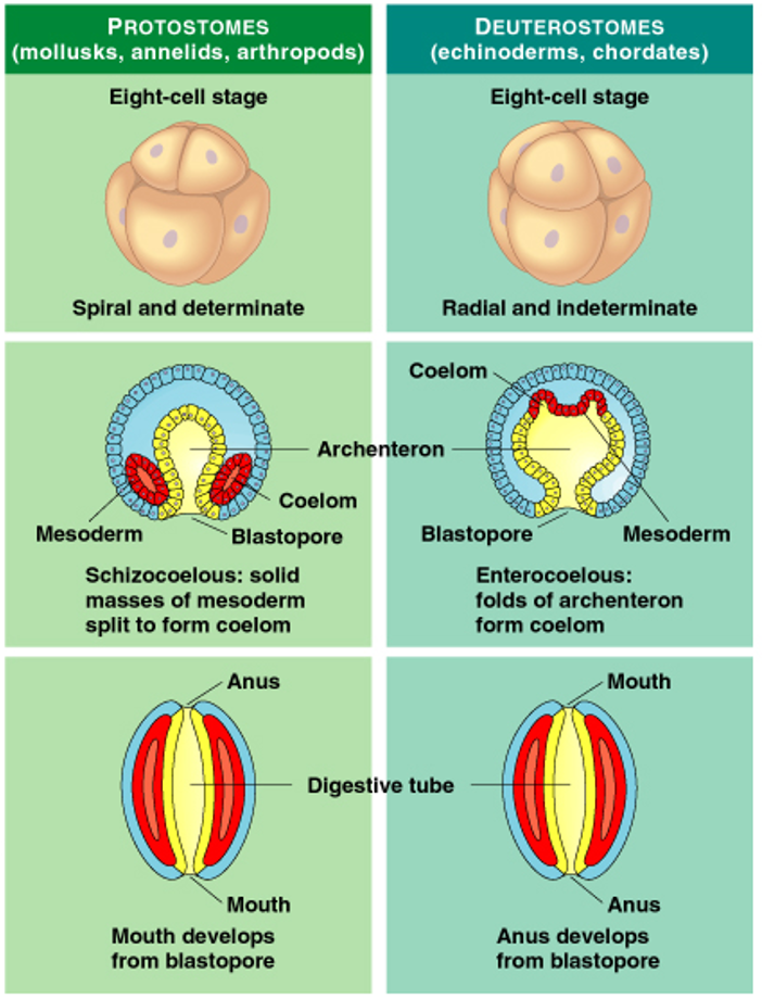 <p>Protostome development</p>