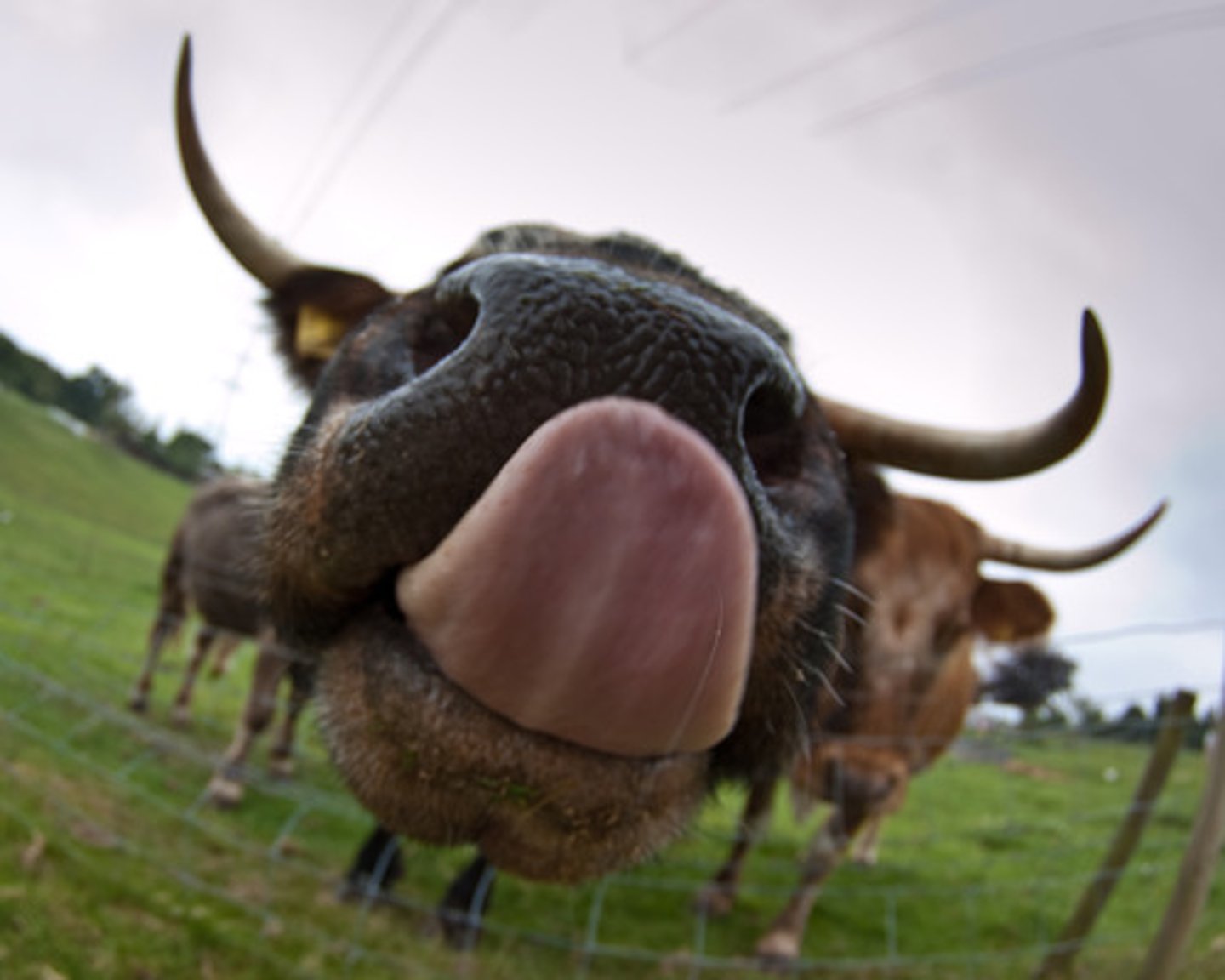 <p>Lengua</p>
