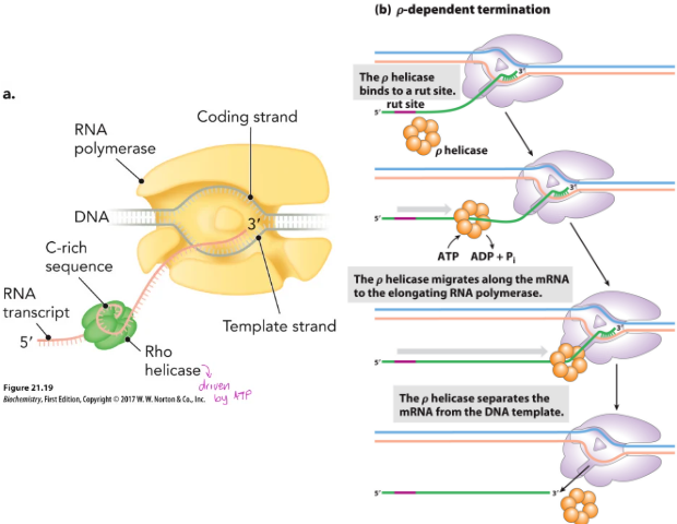 <ul><li><p>Rho helicase binds a <strong>C-rich sequence</strong> on the RNA transcript</p></li><li><p>Translocates along RNA (ATP-driven)</p></li><li><p>Catches RNA polymerase → destabilizes RNA-DNA hybrid → releases transcript</p></li></ul><p></p><p><mark data-color="#4c4646" style="background-color: rgb(76, 70, 70); color: inherit;">a mechanism</mark><mark data-color="#322a2a" style="background-color: rgb(50, 42, 42); color: inherit;"> in</mark><mark data-color="#2c2929" style="background-color: rgb(44, 41, 41); color: inherit;"> bacteria where the </mark><strong><mark data-color="#2c2929" style="background-color: rgb(44, 41, 41); color: inherit;">Rho protein</mark></strong><mark data-color="#2c2929" style="background-color: rgb(44, 41, 41); color: inherit;"> stops the synthesis of RNA by catching up to RNA polymerase and unwinding the RNA-DNA bond.</mark> It requires three key items: the <strong>Rho utilization (rut) site</strong>, a <strong>pause site</strong>, and <strong>ATP energy</strong>. [1, 2]</p><p>How the Process Works</p><ul><li><p><strong>Binding to RNA:</strong> The ring-shaped hexameric Rho protein binds to a specific C-rich/G-poor sequence on the newly made RNA strand called the rut site (Rho utilization site). [1, 2]</p></li><li><p><strong>Movement along RNA:</strong> Using energy from ATP hydrolysis, the Rho protein moves along the RNA strand in the 5' to 3' direction, following behind the RNA polymerase. [1, 2]</p></li><li><p><strong>Catching the Polymerase:</strong> When the RNA polymerase temporarily stalls at a specific DNA sequence known as a pause site, the moving Rho protein catches up to it. [1]</p></li><li><p><strong>Release of RNA:</strong> Once it reaches the stalled enzyme, Rho uses its helicase activity to break the hydrogen bonds in the RNA-DNA hybrid, releasing the RNA molecule and ending transcription.</p></li></ul><p></p>