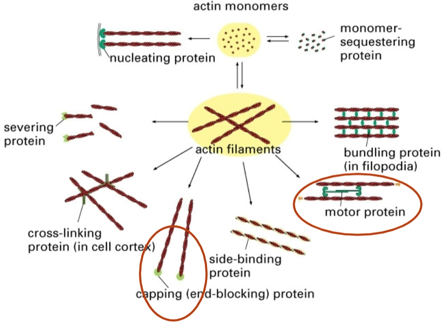 <p>→ de eiwitten die bepalen wat er met het actine gebeurt:</p><ul><li><p><strong>Monomer-sequestering protein:</strong> Actine start als losse bouwstenen (<strong>actin monomers</strong>). Dit eiwit bindt aan de losse bouwstenen zodat ze tijdelijk <em>niet</em> aan een filament kunnen vastplakken. Zo houdt de cel een voorraadje achter de hand.</p></li><li><p><strong>Nucleating protein:</strong> Helpt bij de start (nucleatie) van een nieuwe actineketen. Het zet de eerste bouwstenen in elkaar, waarna de keten snel kan groeien.</p></li><li><p><strong>Severing protein:</strong> Dit eiwit knipt bestaande actinefilamenten in stukken. Hierdoor wordt het netwerk vloeibaarder óf ontstaan er juist meer losse uiteinden waar weer nieuwe groei kan plaatsvinden.</p></li><li><p><strong>Cross-linking protein (in cell cortex):</strong> Knoopt actinefilamenten in een soort driedimensionaal web/netwerk aan elkaar, vlak onder het celmembraan (de celcortex). Dit geeft de cel stevigheid.</p></li><li><p><strong>Capping (end-blocking) protein:</strong> Dit eiwit gaat als een soort 'dopje' op het uiteinde van een actinefilament zitten. Hierdoor stopt de groei of de afbraak aan die kant; het stabiliseert de lengte.</p></li><li><p><strong>Side-binding protein:</strong> Bindt langs de zijkant van het filament om het te stabiliseren (bijvoorbeeld tropomyosine).</p></li><li><p><strong>Motor protein:</strong> (Omcirkeld in het rood) Dit is meestal <strong>myosine</strong>. Het loopt over het actinefilament heen om blaasjes te transporteren of om actinefilamenten langs elkaar heen te trekken (samentrekking).</p></li><li><p><strong>Bundling protein (in filopodia):</strong> (Ook rood omcirkeld) Zorgt ervoor dat actinefilamenten strak parallel aan elkaar gaan liggen, wat zorgt voor de stevige sprieten (filopodia) die je ook bij Dia 1 onder (C) zag.</p></li></ul><p></p>