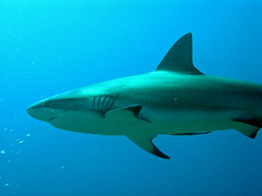 <p>the top predator in an ecosystem</p>