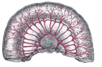 <p>Is this the jejunum or ileum?</p>