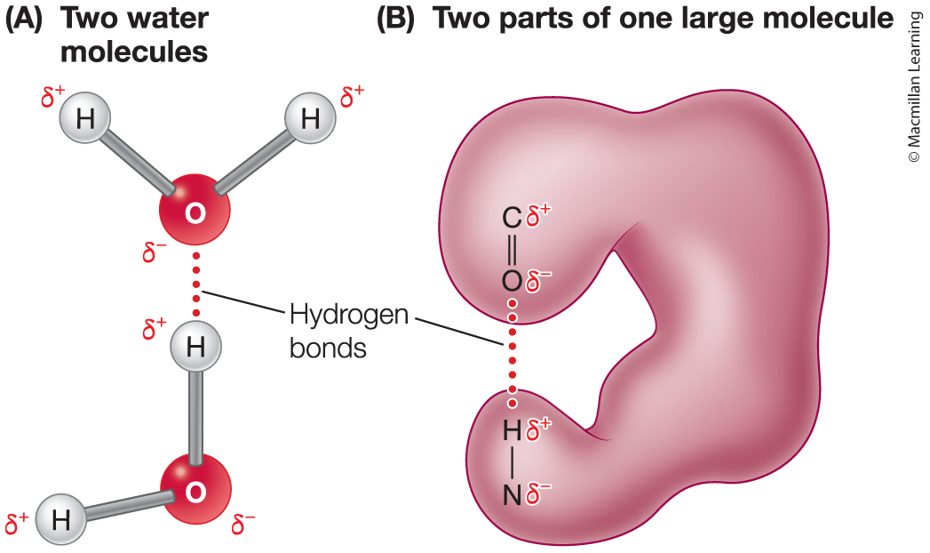 <p>Hydrogen bond</p>