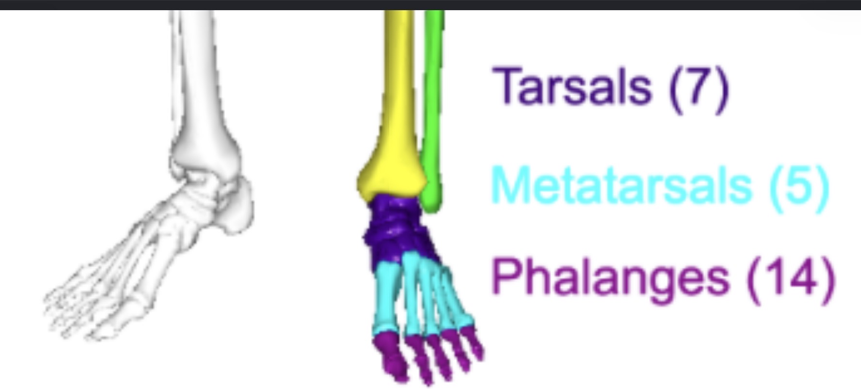 <p>Toes/digits</p>