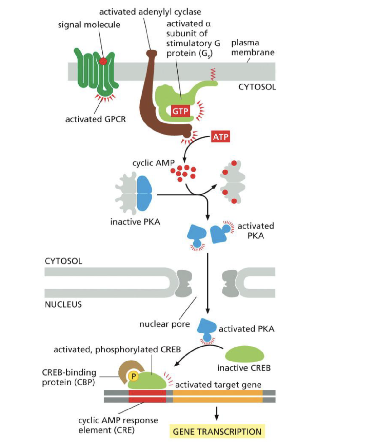 <p>How gene transcription can be activated from outside signail:</p><p></p><ul><li><p>Active G-protein</p></li><li><p>cyclic AMP inhibits by holding it PKA</p></li><li><p>Active G-protein with ATP inhibit cyclic AMP</p></li><li><p>PKA let go, activated PKA</p></li><li><p>PKA activates gene transcription</p></li></ul><p></p>
