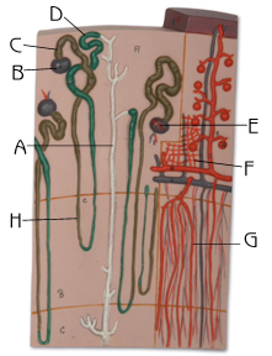 <p>F</p><p>Function: supply the blood for reabsorption and secretion in medulla of kidneys</p>