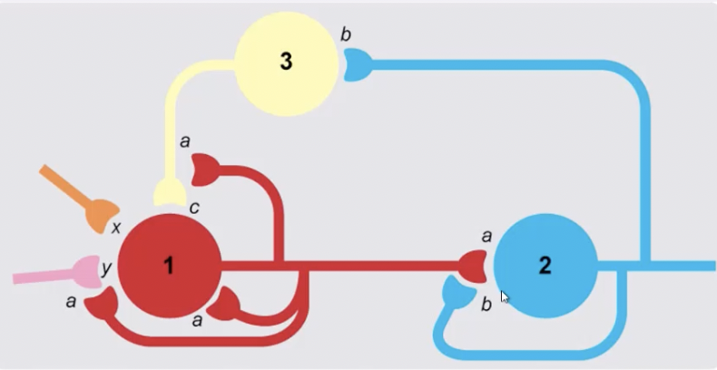<p>In a central transmission network, what role does an "interneuron" (such as neuron 3 in the diagram) play?</p>